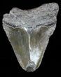 Partial, Megalodon Tooth - Georgia #56709-1